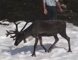 This reindeer attracted several tourists with their cameras - 37.1 miles from Skjål and 1026m above sea level
